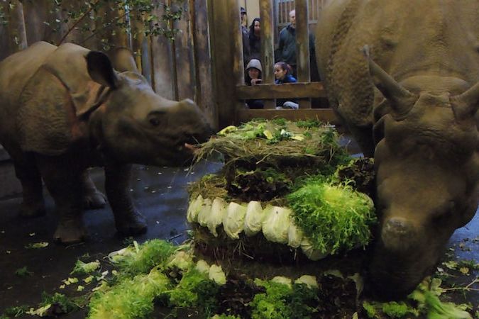 První narozeniny nosorožčí samičky Růženky v plzeňské zoo 