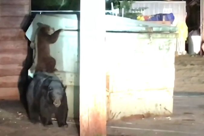 BEZ KOMENTÁŘE: Medvídě se snažilo vysvobodit sourozence zavřeného v kontejneru 