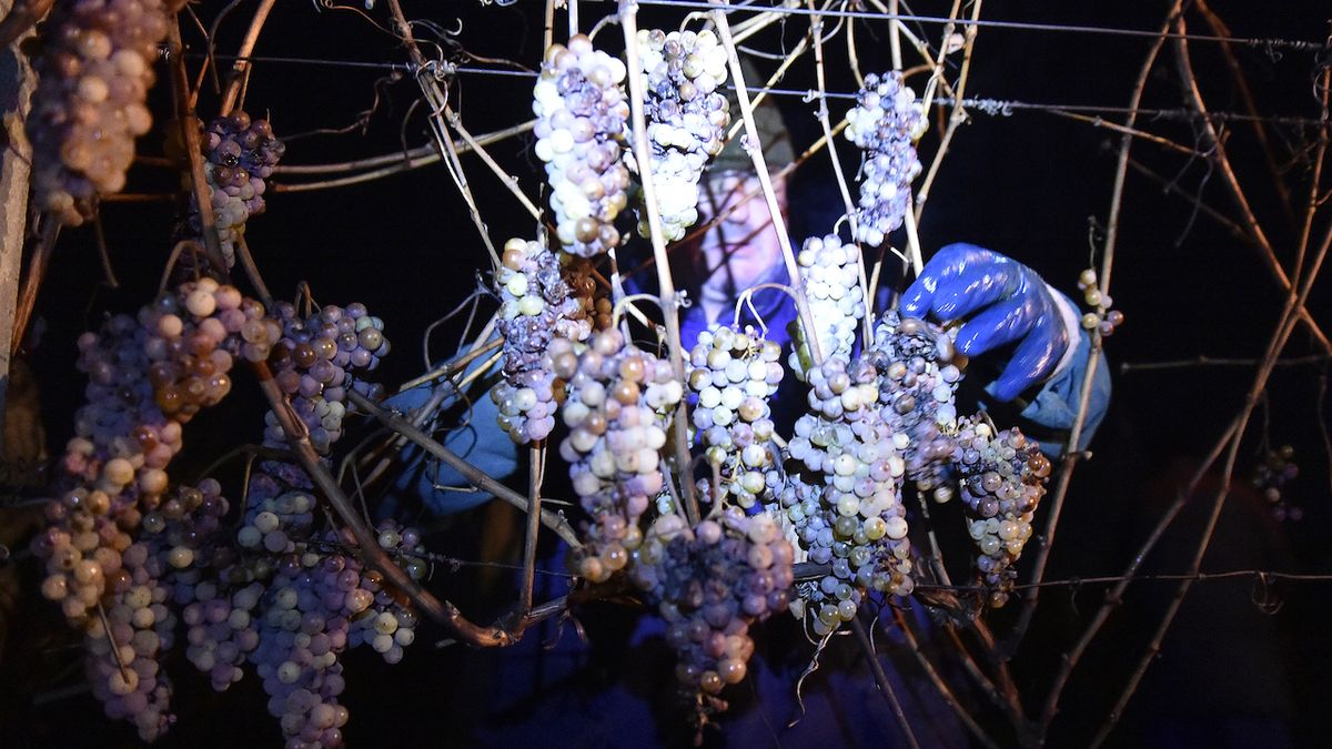 Vinaři sklízejí ledové víno, čekali, až teploty klesnou alespoň na minus sedm stupňů.