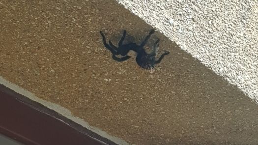 Pavouk se usídlil přímo u vstupních dveří do domu.