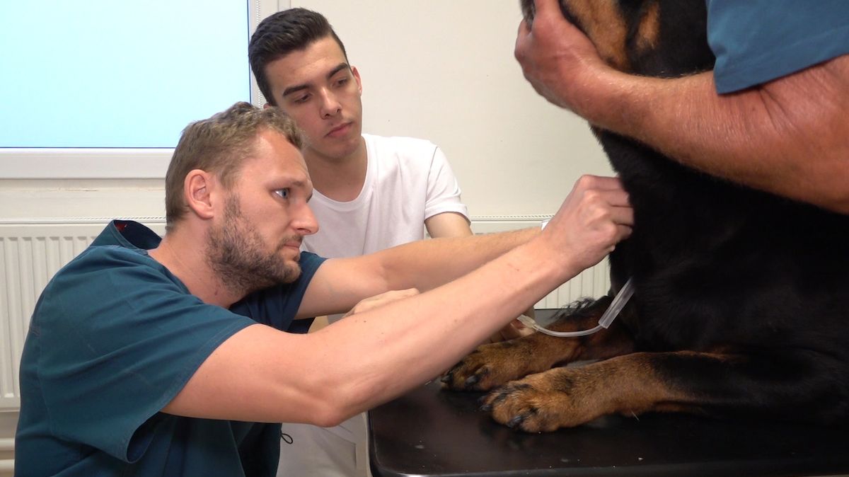 Lékař zkušeně zavádí psovi jehlu do krční žíly. 
