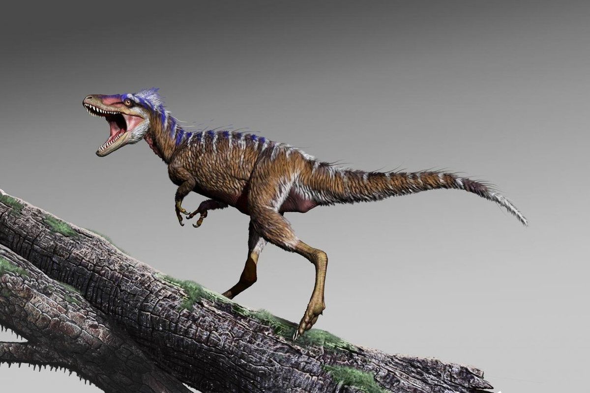 Moros intrepidus (model malého Tyrannosaurova předka)