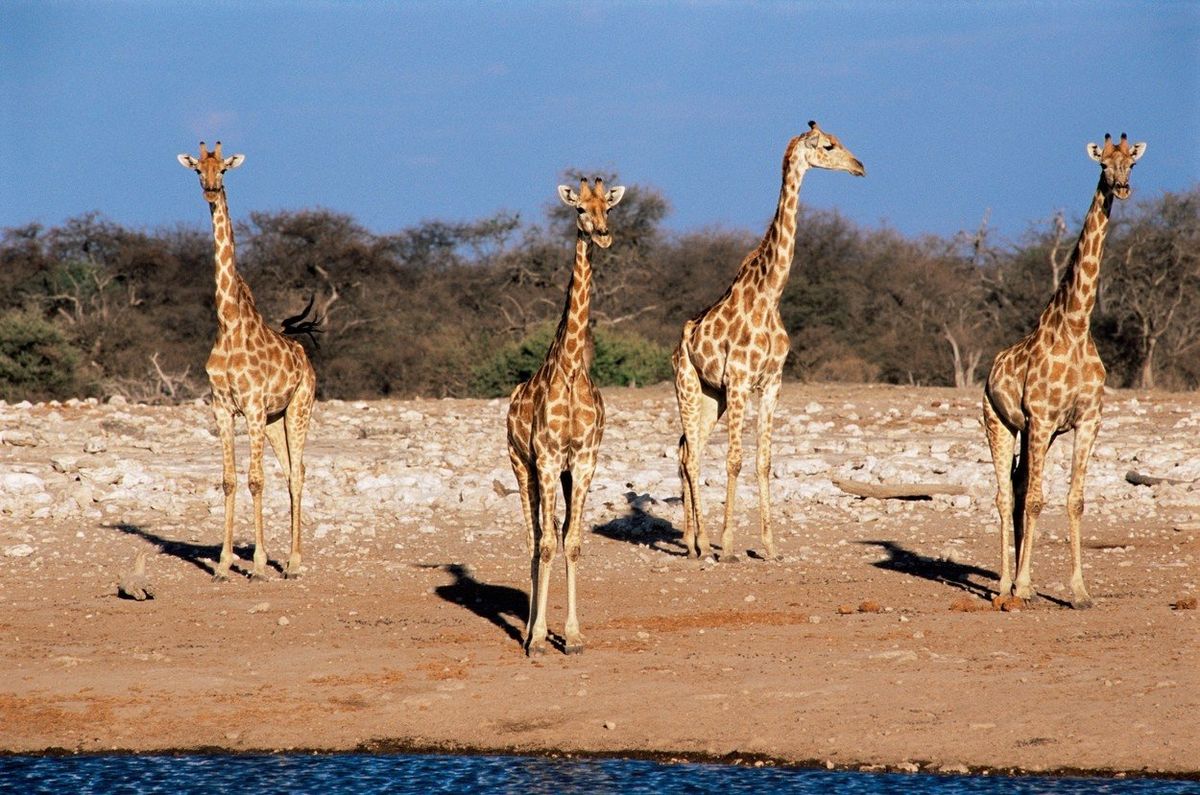 Žirafy na pastvě