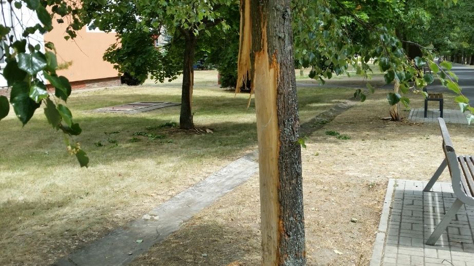 Psem poškozené stromy v parku Přátelství v Chebu. 
