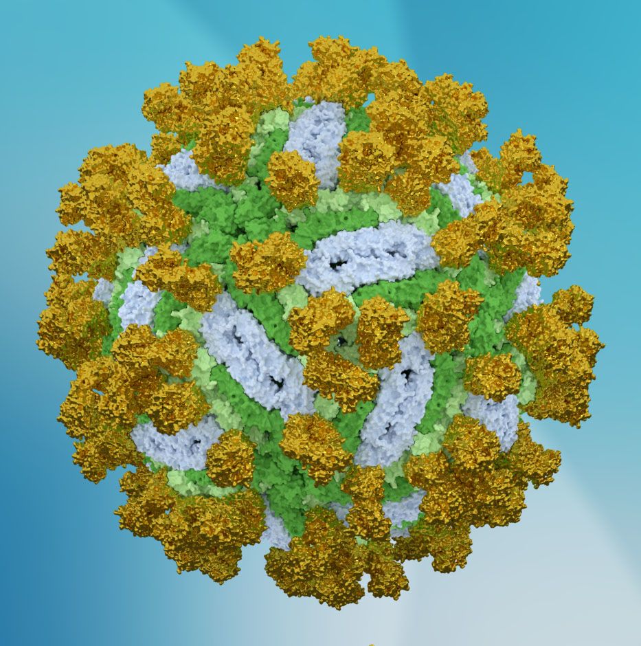 Obrázek viru s navázanými protilátkami