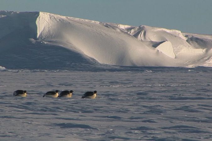 BEZ KOMENTÁŘE: Jedna z největších kolonií tučňáků císařských na Antarktidě se ropzadla, ptáci se přemístili jinam 