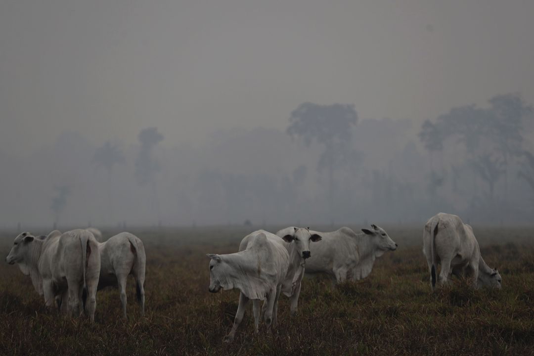 Stádo krav se pase v zakouřené oblasti u brazilského města Porto Velho.