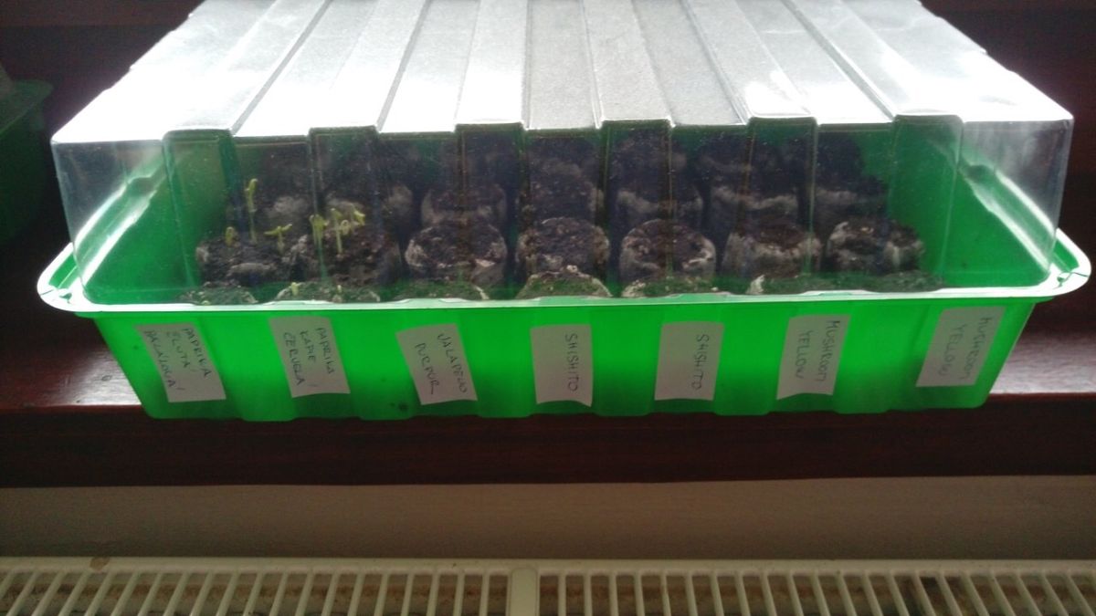 V přiklopeném minipařeništi je třeba tablety pravidelně rosit, například rozprašovačem, aby se semínka nevyplavila. První rostlinky se mohou objevit už po dvou týdnech.