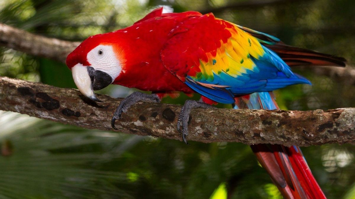 Jižní Amerika je bohatá na nejrůznější druhy papoušků. Ilustrační foto