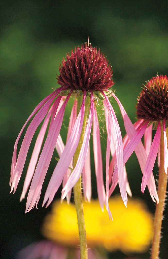 Něžná víla. Tak působí Echinacea pallida, kterou poznáme podle úzkých, dlouze splývavých jazykovitých květů.