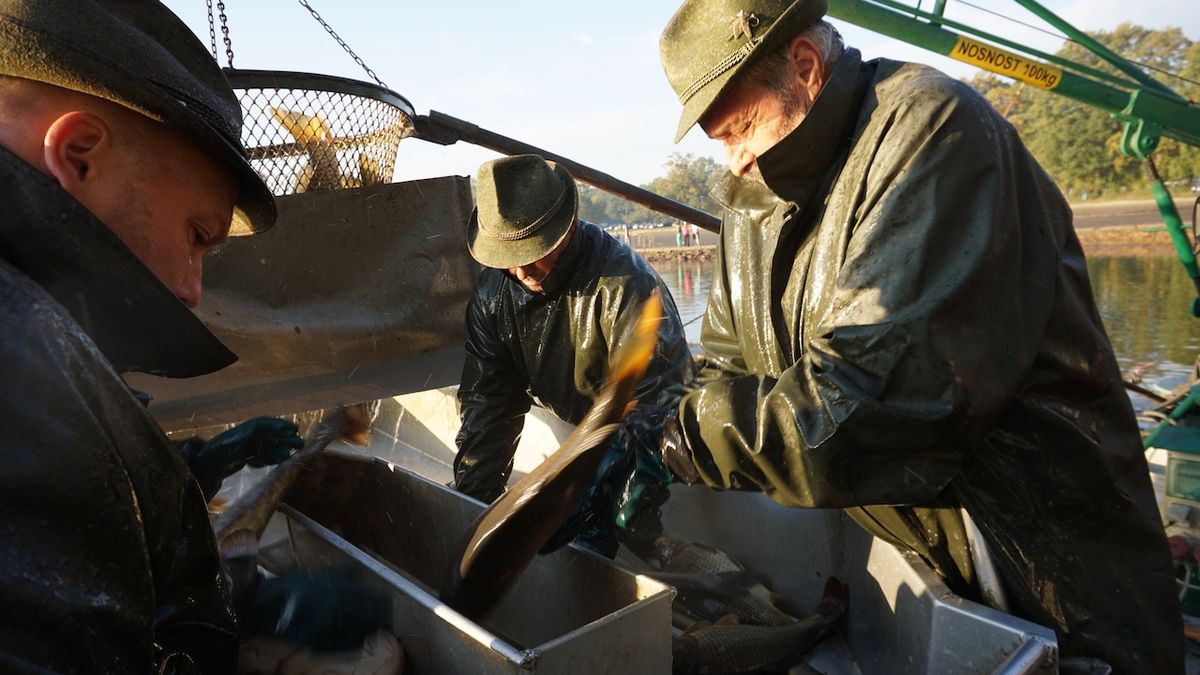 Během podzimních výlovů vytěží třeboňské rybářství 2200 tun ryb z 250 rybníků. 