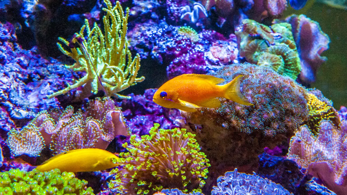 Mořská akvaristika ReefHome 