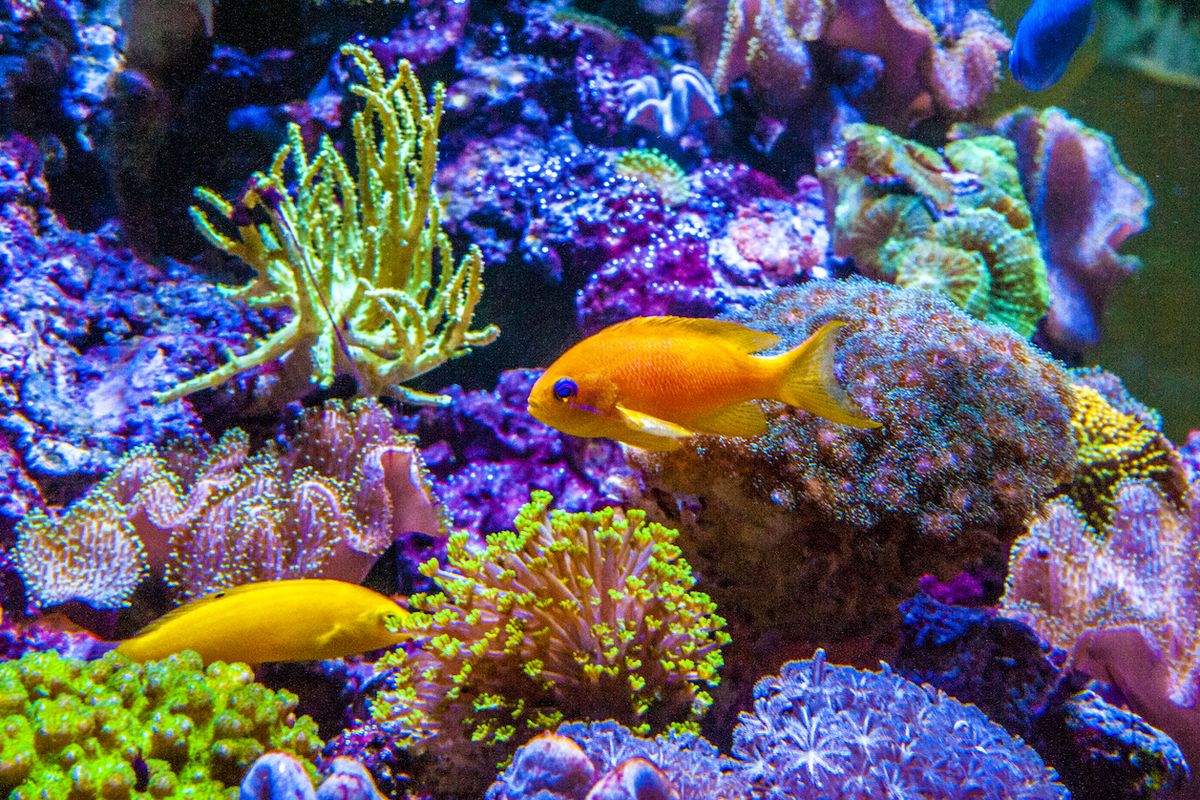 Mořská akvária se snaží napodobit mořské korálové útesy s jejich obyvateli. Na snímku kněžík žlutý (vlevo) a bradáč šupinoploutvý. 