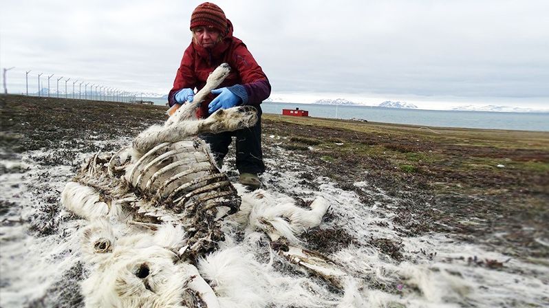 Na Špicberkách našli 200 mrtvých sobů, zřejmě za to mohou klimatické změny.
