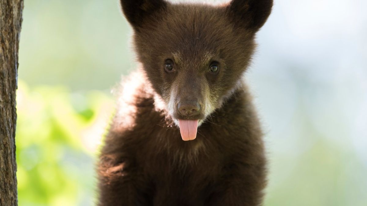 Mládě medvěda černého neboli baribala. Ilustrační foto