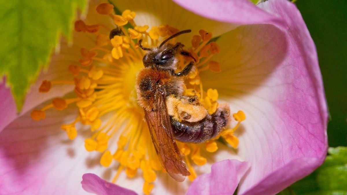 Včela samotářská (samotářka)