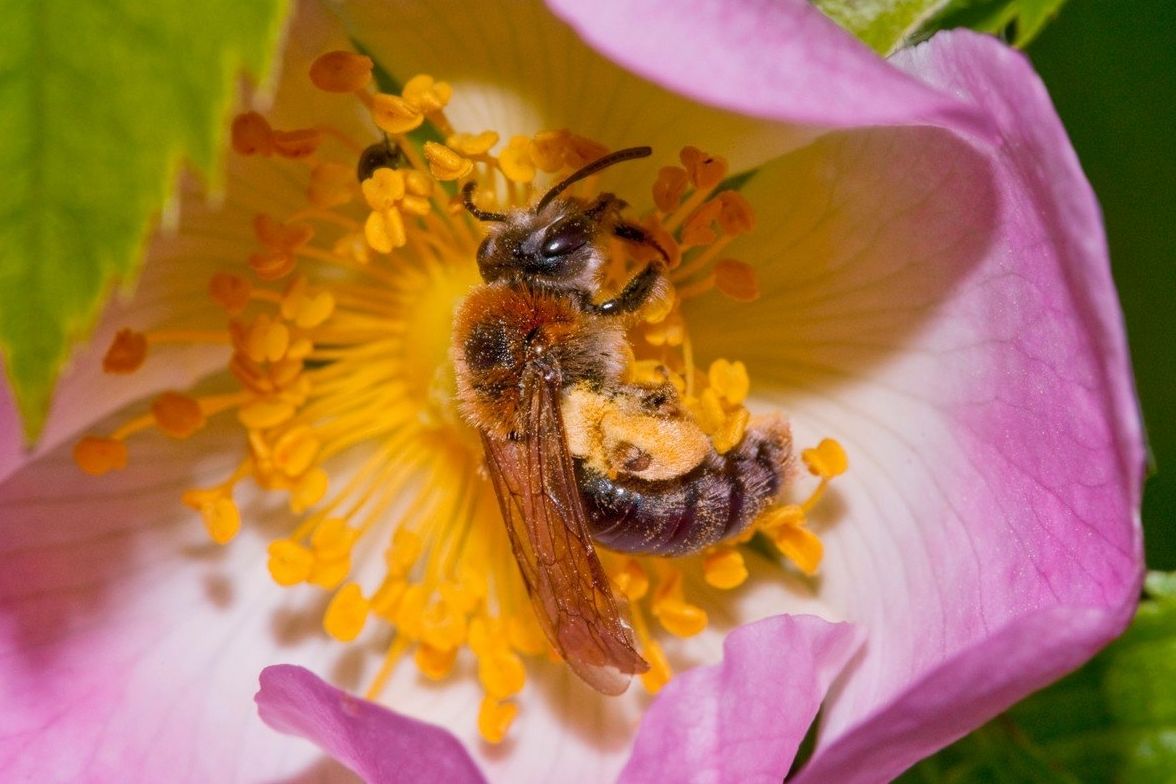 Včela samotářská (samotářka)