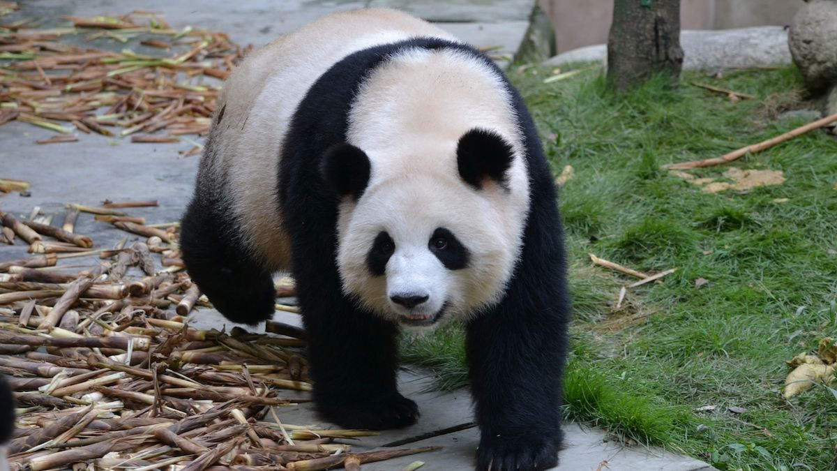 Základna pro záchranu pand velkých v sečuánském městě Čcheng-tu by mohla být místem narození a domovem pandy určené pro pražskou zoo. Nyní tady mají dvacítku několikaměsíčních mláďat.