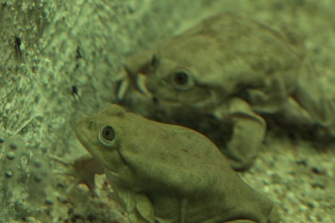 V pražské zoo jsou k vidění vodnice posvátné, vzácné žáby z jezera Titicaca