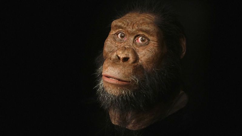 BEZ KOMENTÁŘE: Vědci objevili téměř celou 3,8 milionu let starou lebku. Podle ní zrekonstruovali obličej předchůdce člověka