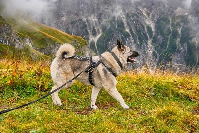 Jedním z nejčastěji chovaných plemen v severské zemi je norský losí pes.