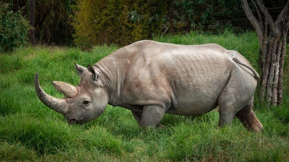 Nosorožec dvourohý, též zvaný černý, je kriticky ohroženým druhem.