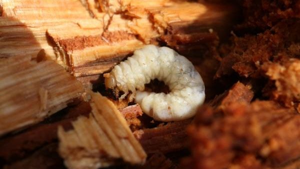 Larva Roháčka jedlového