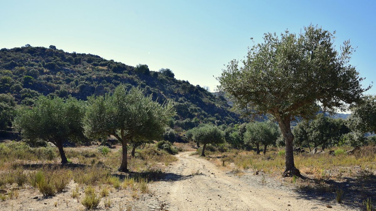 Africké olivy nám ničí byznys, stěžují si italští farmáři