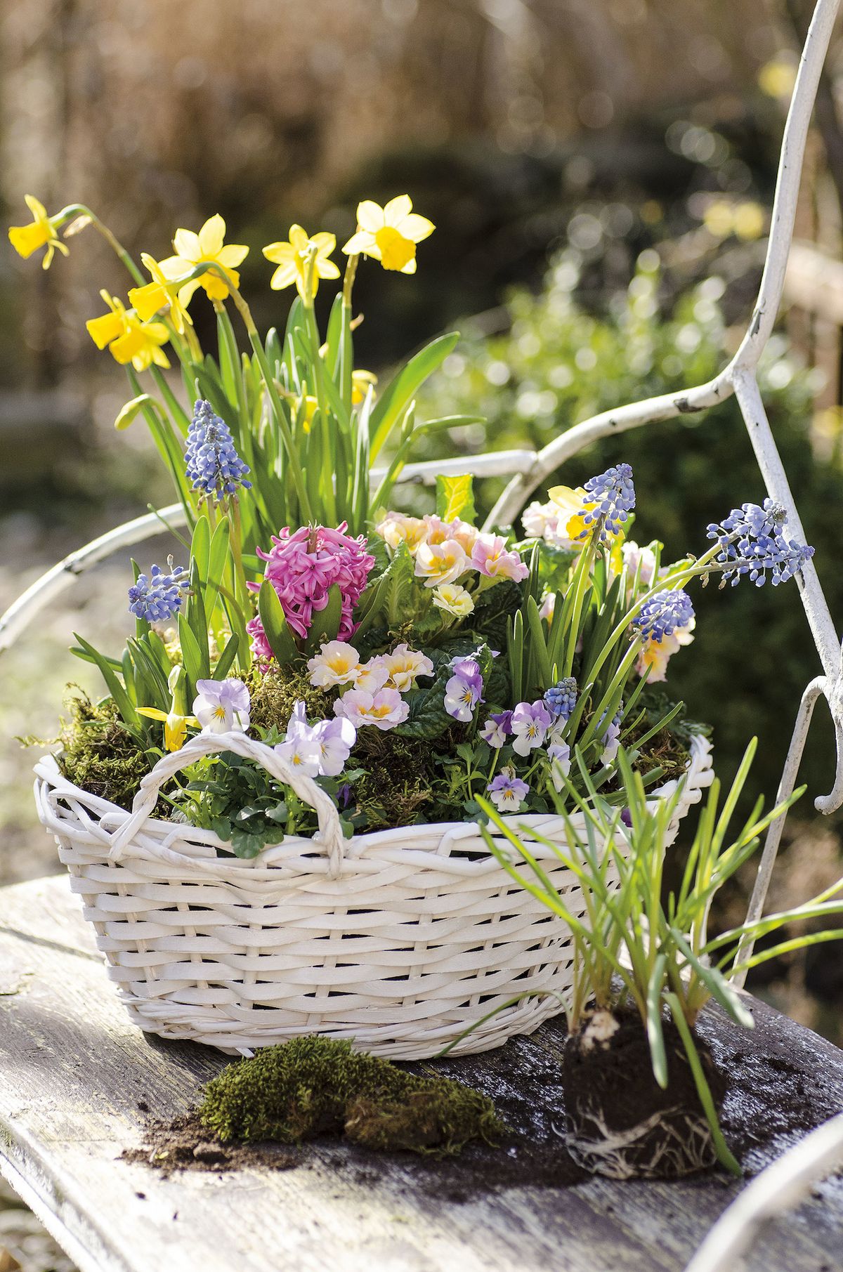 Košík plný pokladů. V jarním spolku kvetou prvosenky, modřence, violky a hyacinty s narcisy. Prostor mezi nimi vyplňuje čerstvý mech.