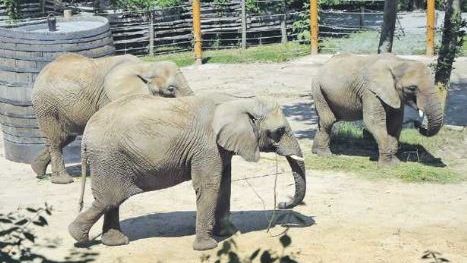 Sloní dáma Zola (vpravo) v posledních týdnech před porodem.
