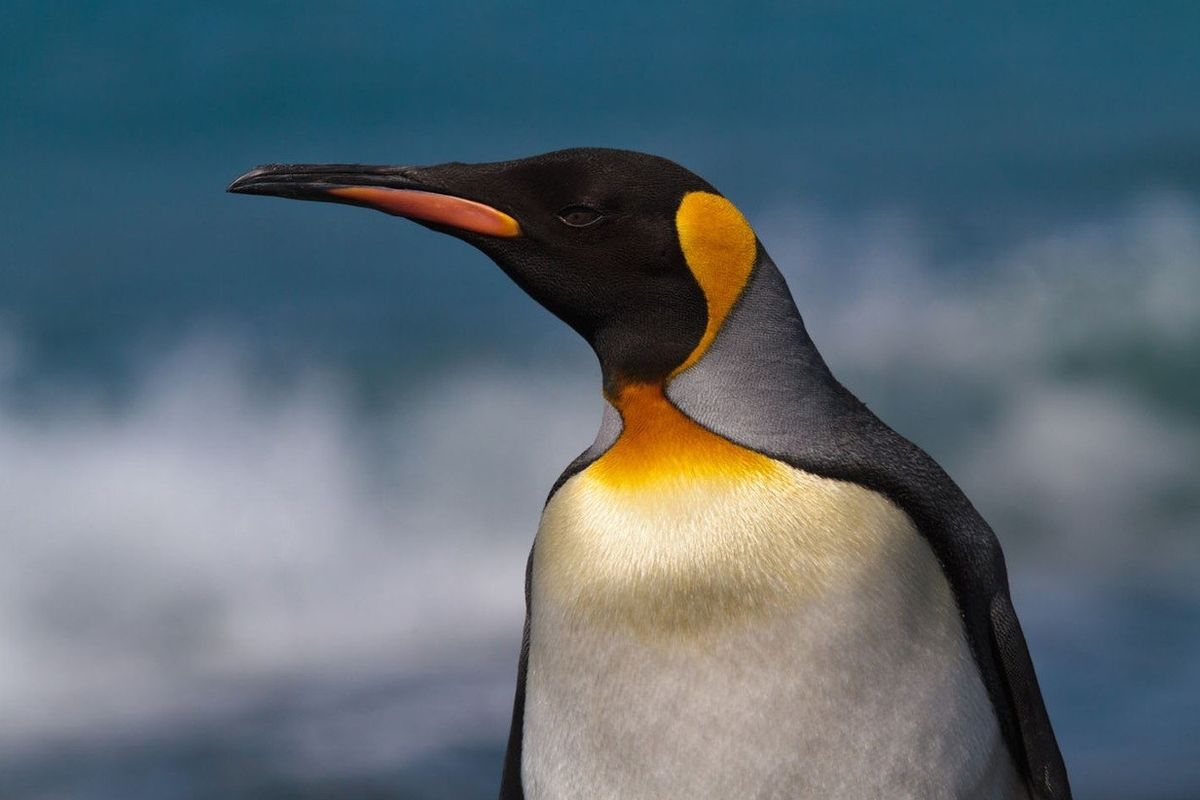 Tučňák patagonský žije severně od Antarktidy - na ostrovech s o něco mírnějším podnebím.