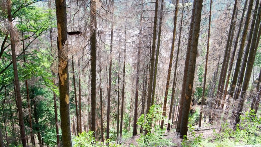 Lesy v národním parku trpí suchem i kůrovcem.