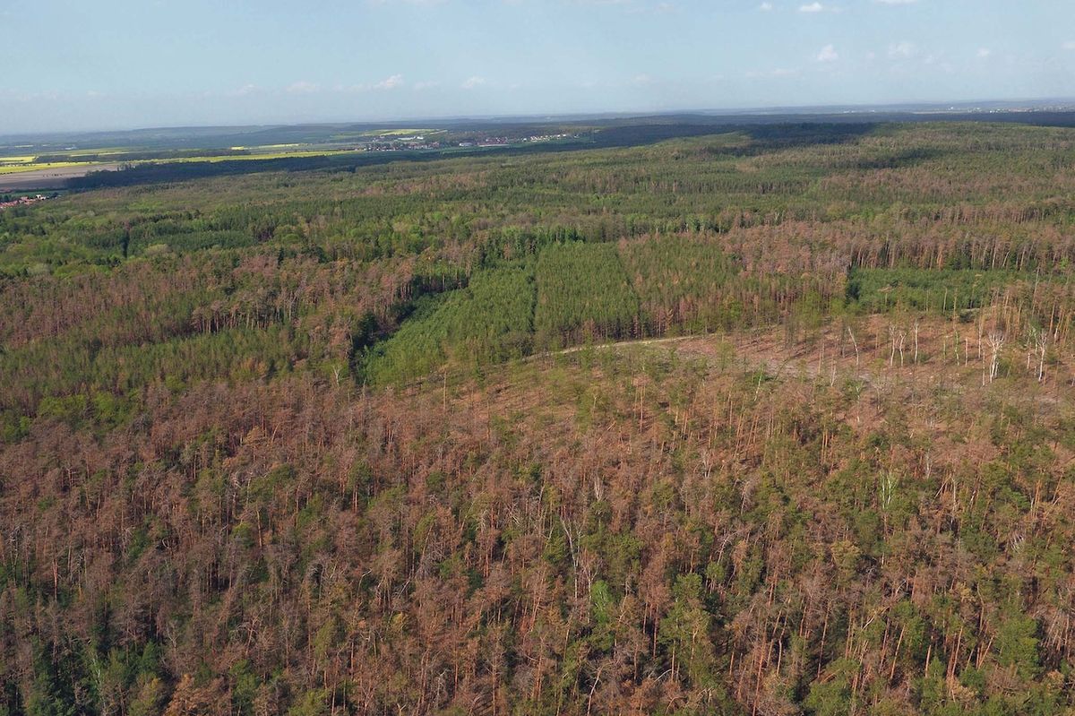 Nastane bod zlomu a stromy neporostou, zjistil výzkum