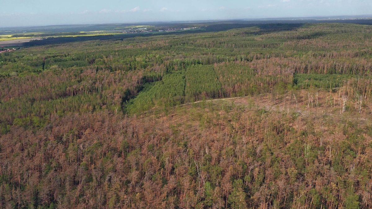 Usychající lesní porosty trápí i úrodné Polabí.