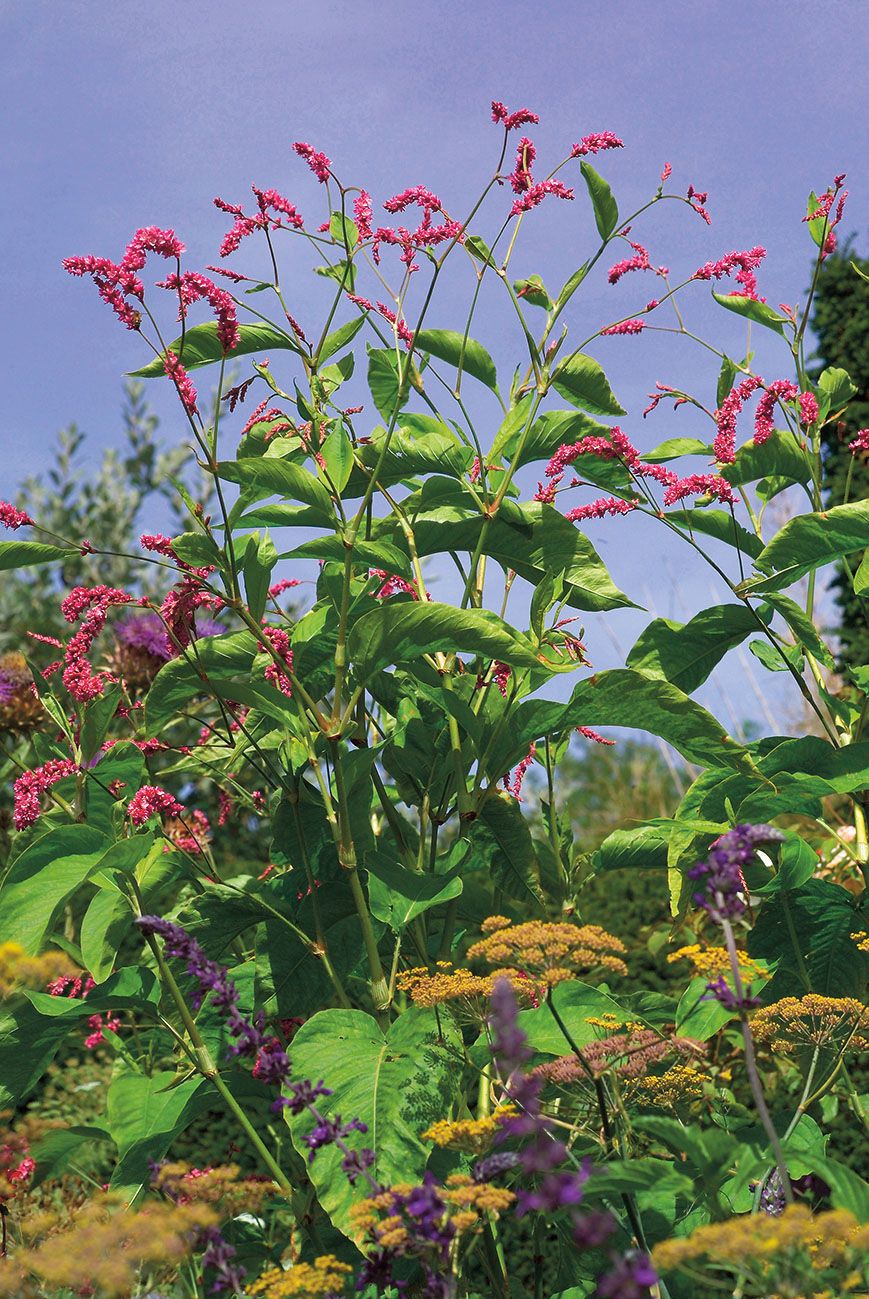 Jednoleté rdesno východní (Persicaria orientalis) má díky výšce a křiklavě růžovým květenstvím délky palce pozornost zaručenou.
