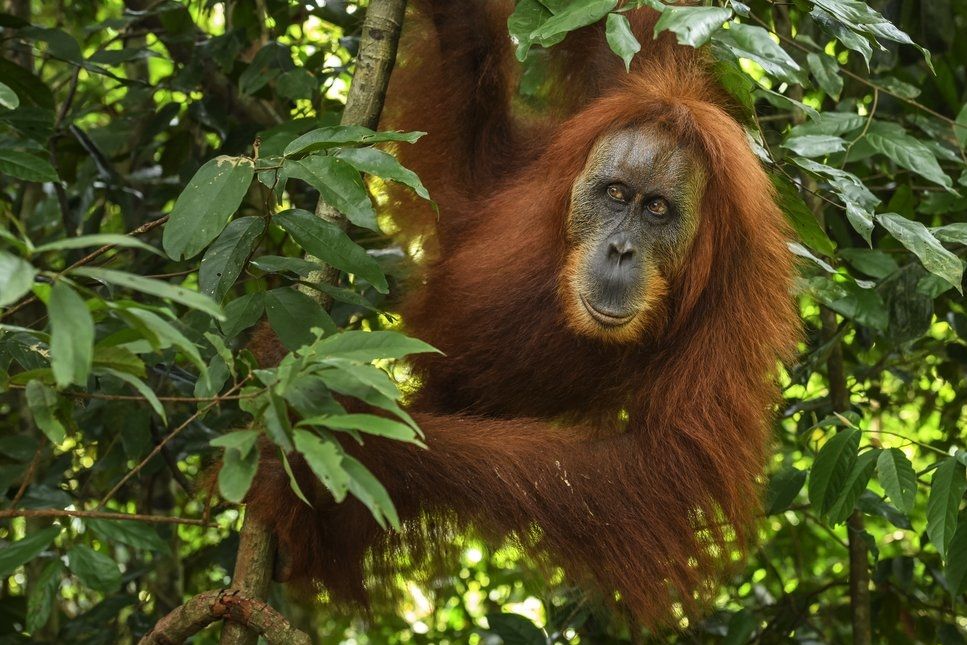 K silně ohroženým druhům patří i orangutan sumaterský.