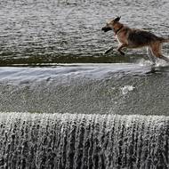 Berounka v Dobřichovicích u Prahy je také oblíbeným místem pro koupání.