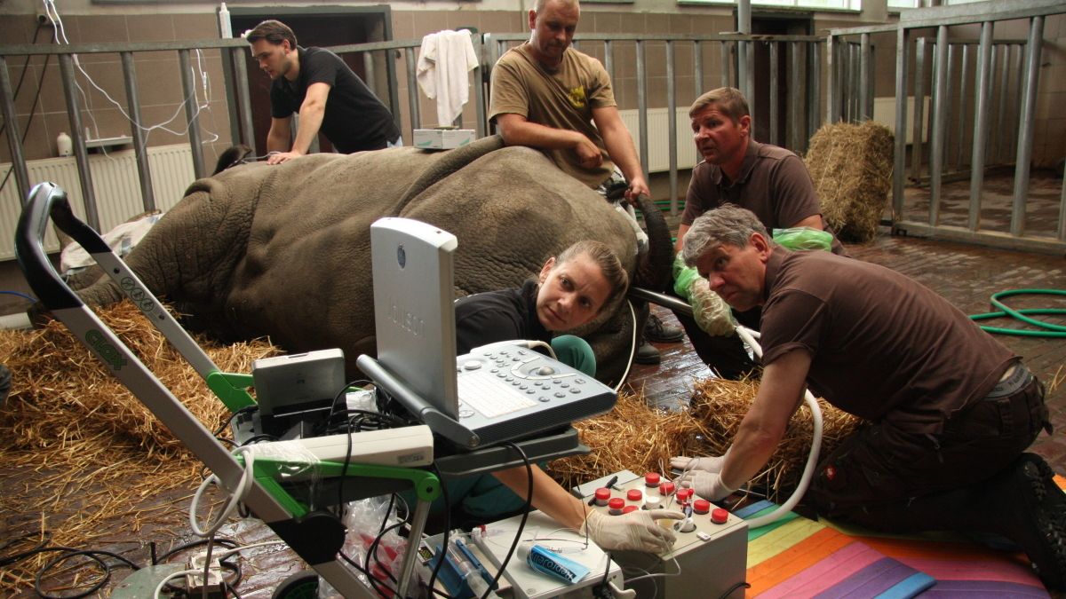 Odběr vzorků nosorožce