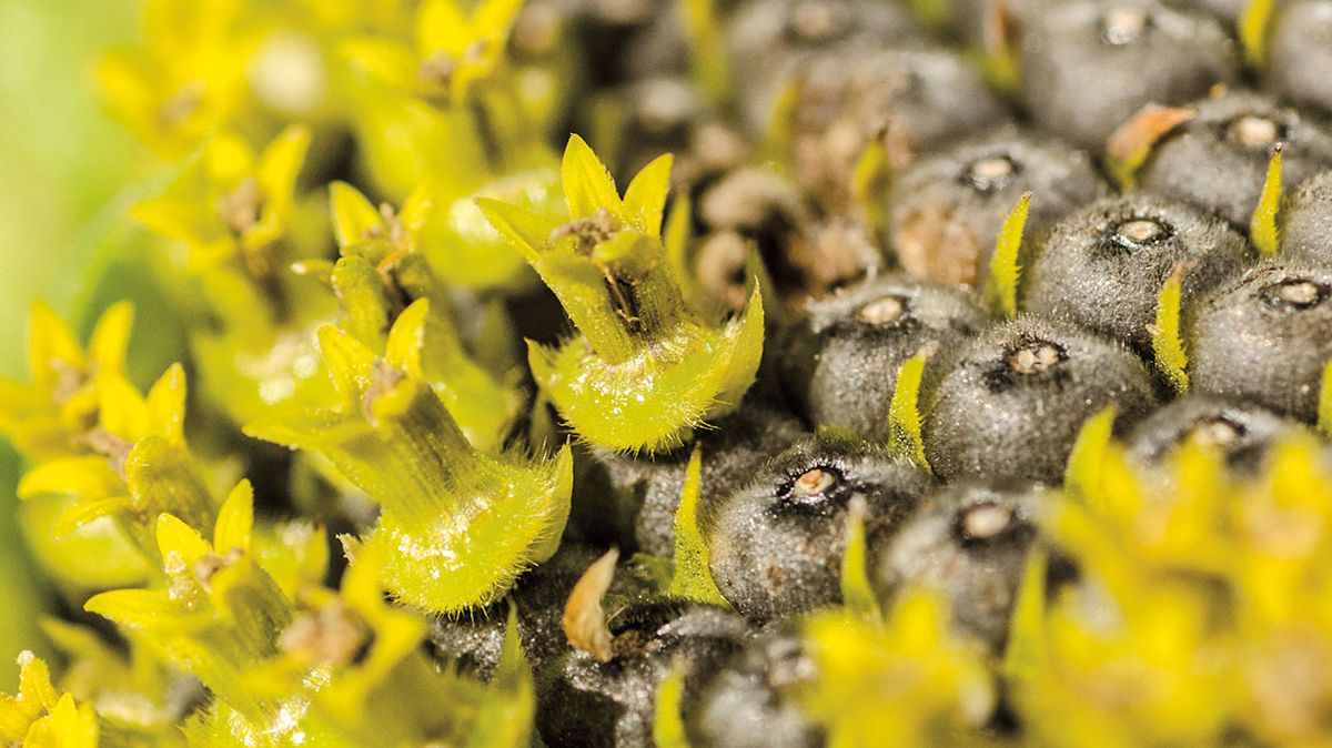 Z mrňavých trubkovitých kvítků se po opylení tvoří nažky se semeny. Ty zrají od konce léta do podzimu.