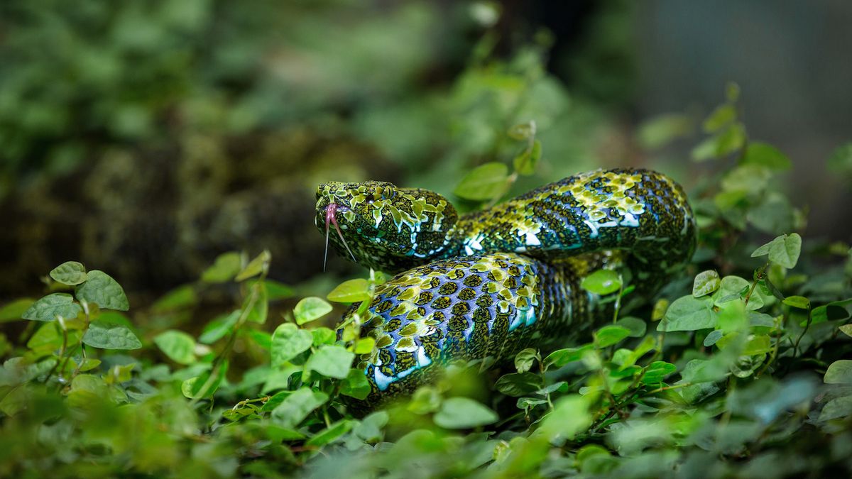 Loni se Zoo povedlo jako první v Evropě odchovat vzácný druh hada, chřestýšovce mangšanského.