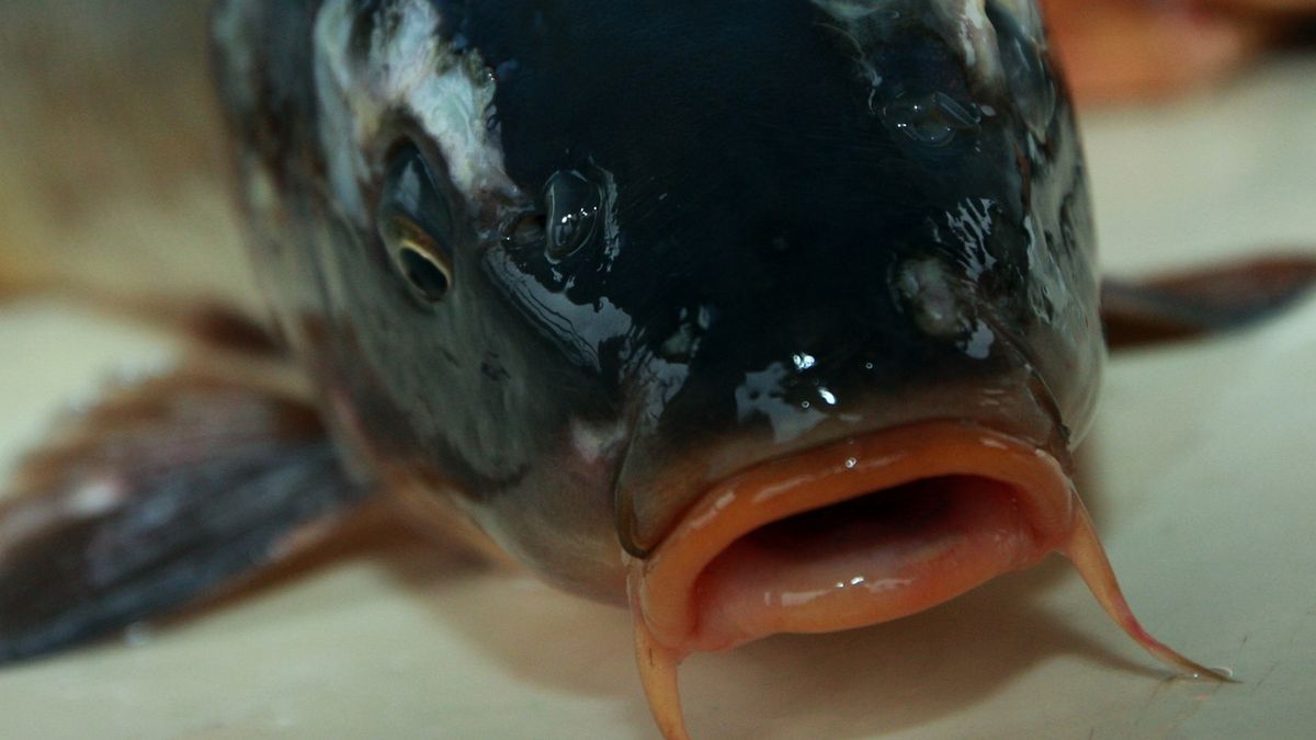 Na Karvinsku ukradli rybářům ryby na vánoční stůl