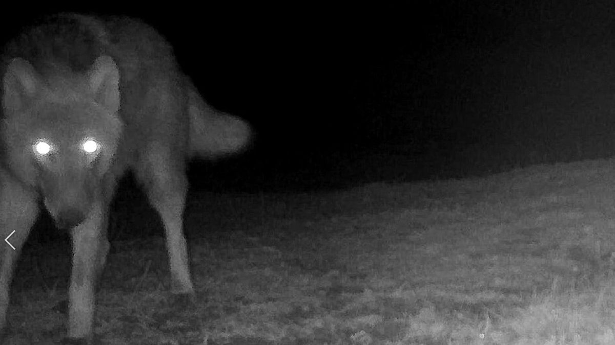 Vlk zachycený fotopastí u Milovic