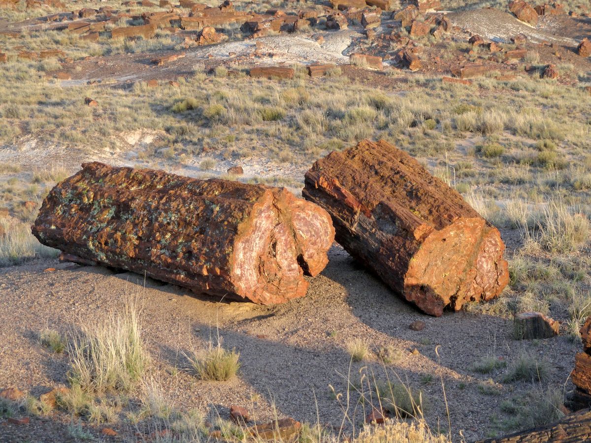 Long Logs, místo s největší koncentrací zkamenělého dřeva