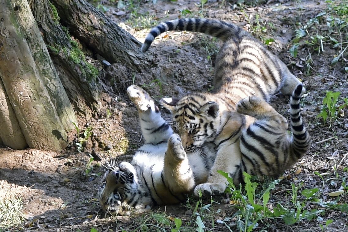 BEZ KOMENTÁŘE: Ve zlínské zoo si mladí tygříci užívají výběhu