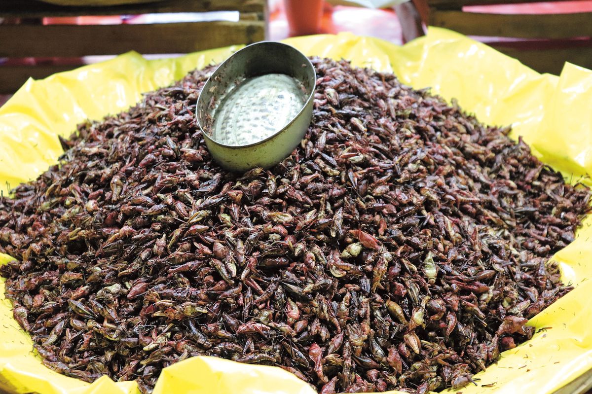 Pražené kobylky a červi jsou oblíbenou pochoutkou ve státě Oaxaca. Jejich chuť nám připomněla sušená rajčata či oříšky.