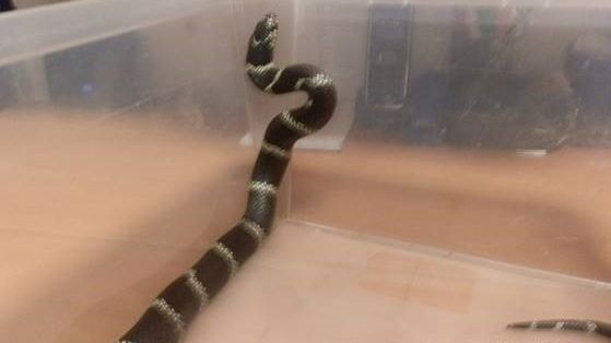 Had nalezený ve vlaku