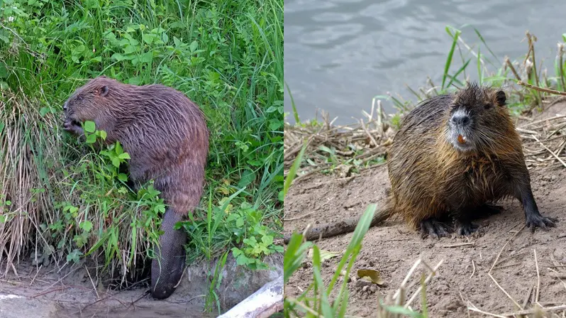 Muze V Rybnice Na Plzensku Pokousalo Divoke Zvire Tvrdi Ze Bobr Novinky Cz