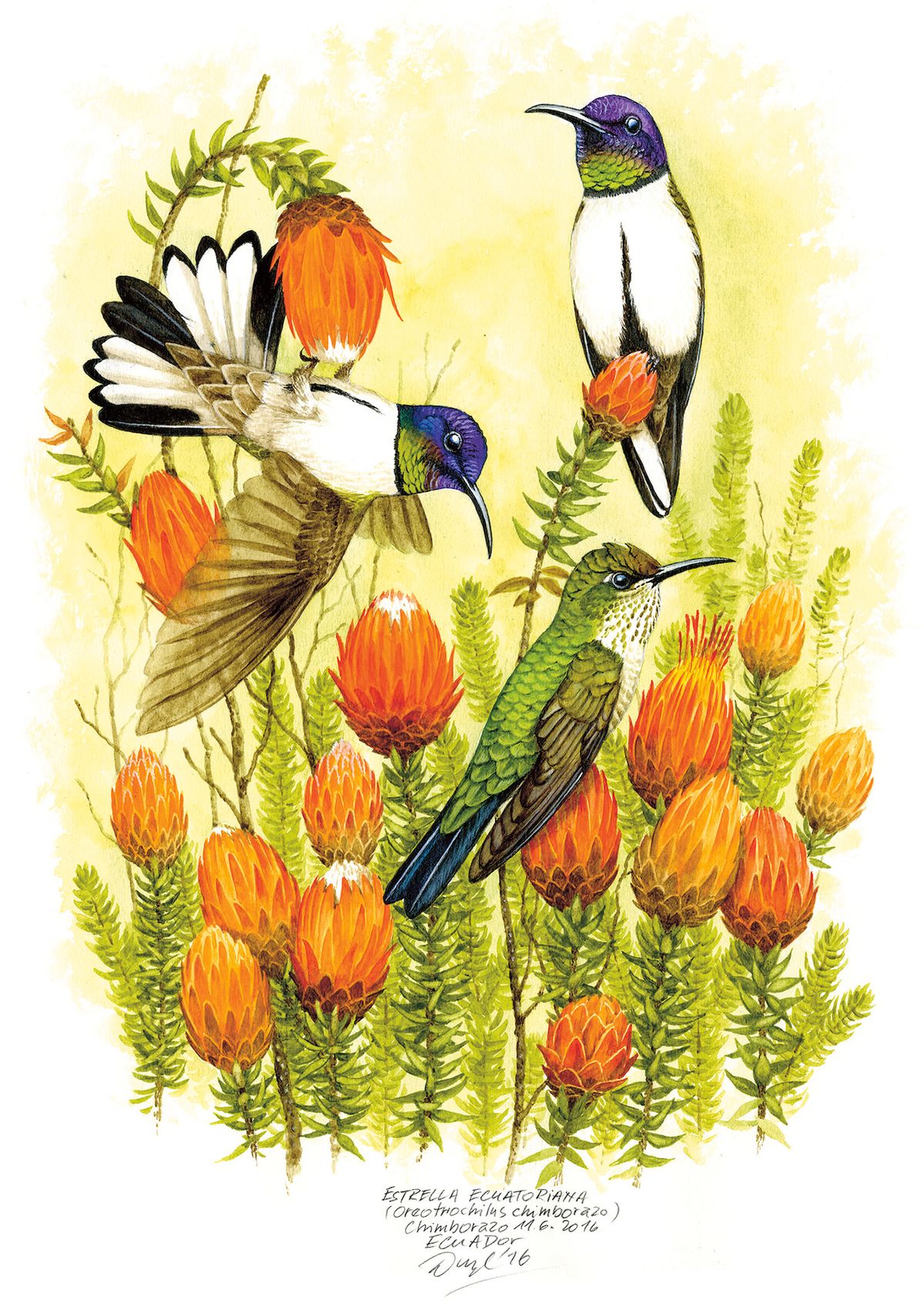 Kolibřík čimborazský, tito drobní, avšak velice mrštní ptáci dali Janu Dungelovi při malování nejvíc zabrat.