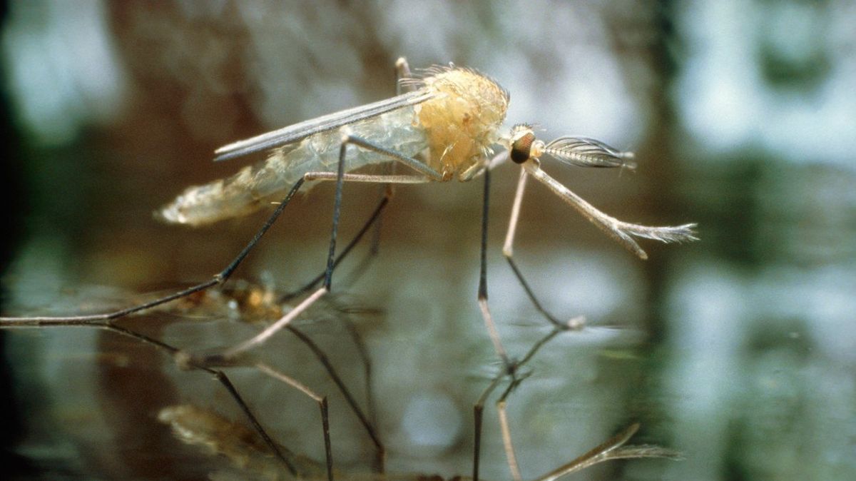 Komár obtížný (Culex pipiens molestus) krátce poté, co opustil kuklu. Ilustrační foto