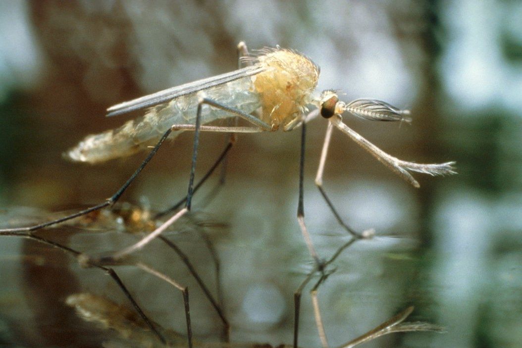 Komár obtížný (Culex pipiens molestus) krátce poté, co opustil kuklu. Ilustrační foto